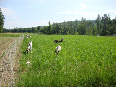 Goats at Little Falls Farm