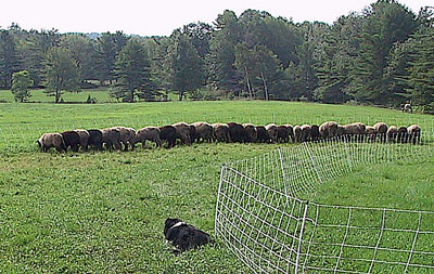 Noon Family Sheep Farm