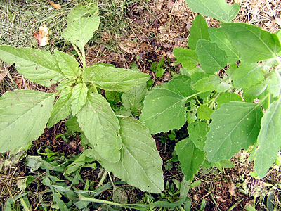 Pigweed and Lambsquarters