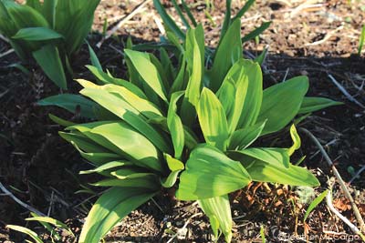 Ramps take advantage of the early spring sunlight