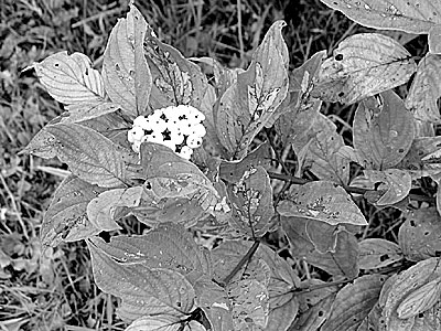 Red willow berries