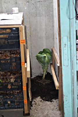 Cabbage on compost