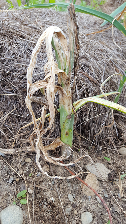 A leek plant destroyed by leek moth larvae. Photo by David Fuller