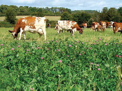 Ayrshire cows