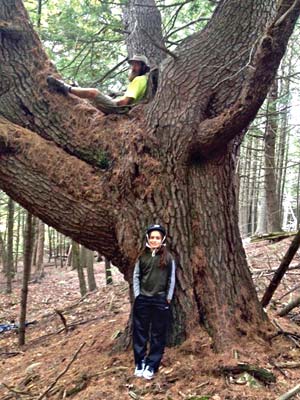 Eli Berry in boundary white pine tree