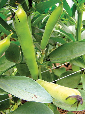 Fava bean pods