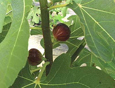 Ripe figs. Photo by Lauren Errickson