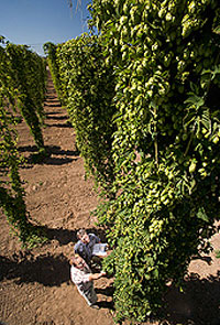 Hop Vines in Oregon