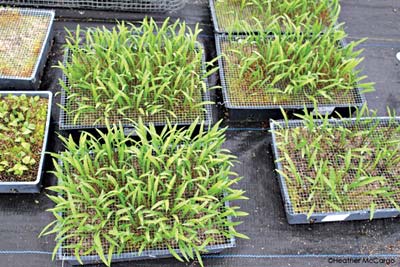 Three-year-old ramp seedlings in seed flats