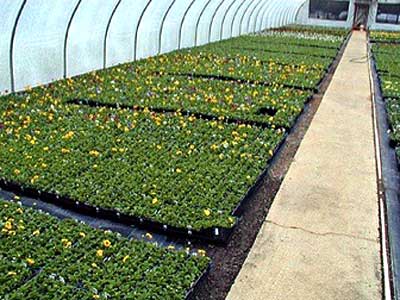 Seedling - Maine Organic and Gardeners