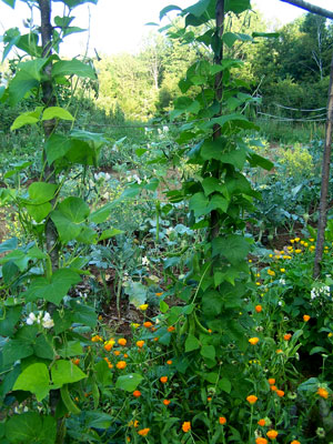 White runner bean plants