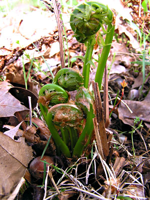 Fiddlehead ferns