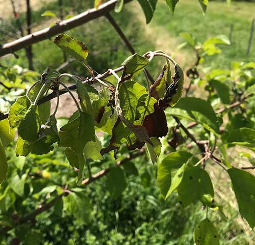 Early symptoms of fire blight in a Liberty apple tree. The branch is just starting to make the shepherd’s crook and blacken. Photo by C.J. Walke