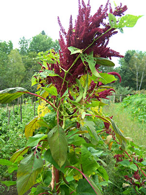 An amaranth inflorescence. Will Bonsall photo.