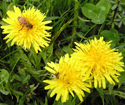 Dandelion