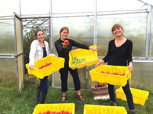 Volunteers glean what’s left of the tomato crop at Blue-Zee Farm in Penobscot. From left to right: Elise Teixido, Anna Wind and Justine Appel. Photo by Rachel Emus