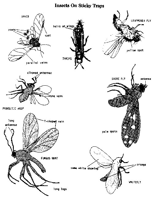 Insects on Sticky Traps