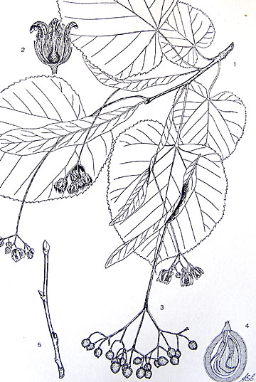 Linden Leaves, Flowers, Fruit, Twig and Seed