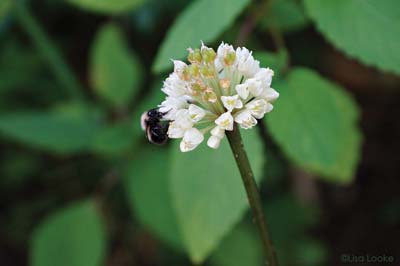 Ramps support pollinators