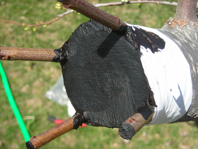 Top-work on MOFGA plum trees