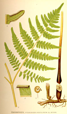 Bracken fern