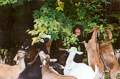 Tracy Walls with goats