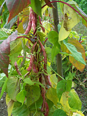 Pole beans growing up amaranth stems. Will Bonsall photo.