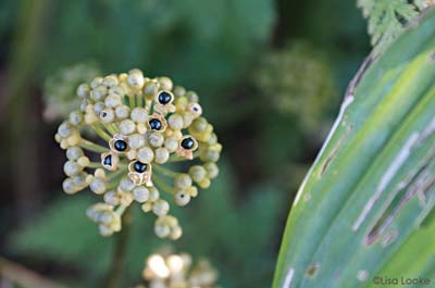 Tiny black seeds of ramps can be collected in September