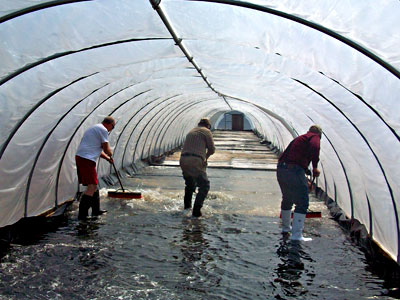 Sweeping water down the greenhouse