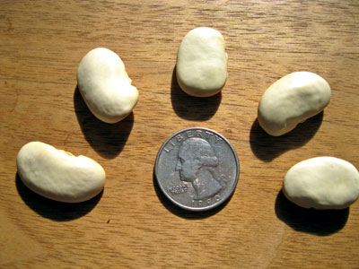 White runner beans