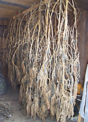 Amaranth in the curing/drying shed.  Will Bonsall photo.