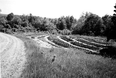 A new garden at Avena