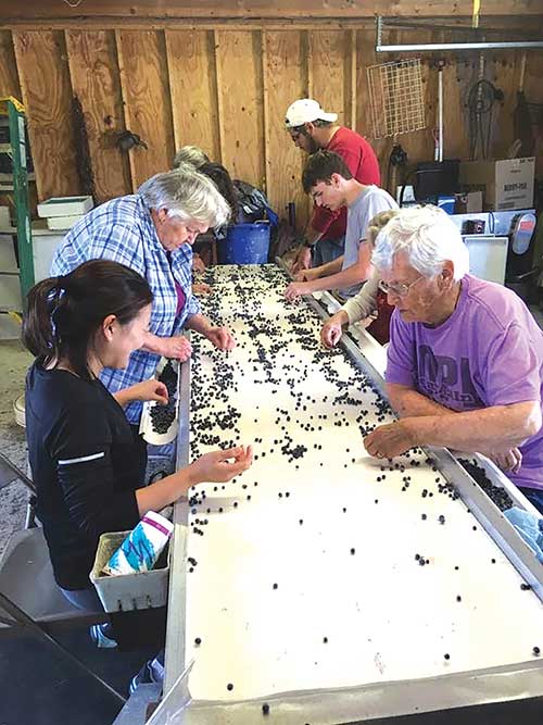 Students from the Bowdoin College McKeen Center for the Common Good sort blueberries with women who have done this job for years. Photo by Regina Grabrovac