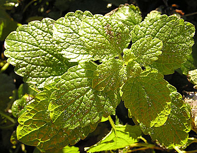 Lemonbalm