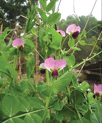 Snow pea flowers