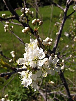 Flowers of beach plums