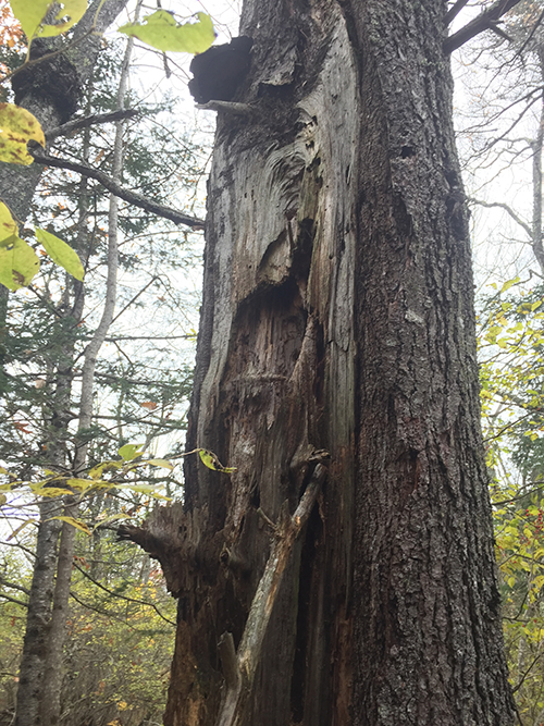 Large diameter cavity trees provide bird habitat, enhancing the overall value of a forest. Jean English photo