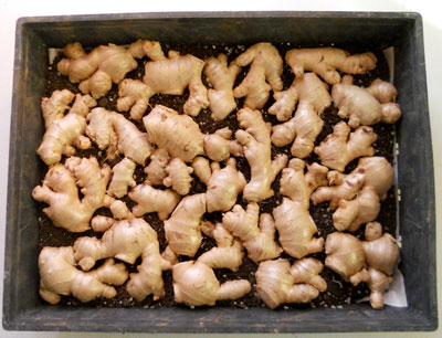 Ginger seed pieces