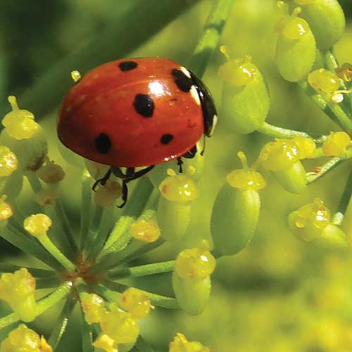 Create habitat in your garden for beneficial insects such as ladybugs. English photo