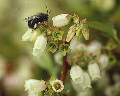 A leafcutter bee (Osmia atriventris)