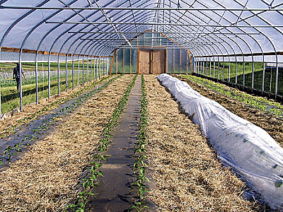 Mulch in greenhouse