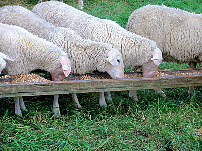 Sheep consuming regano with feed