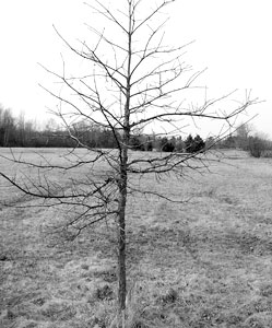 White oak tree