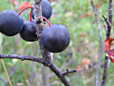 Beach plums fruits