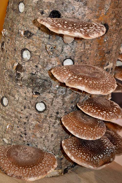 These shiitake mushrooms grown by Toshio Hashimoto of Rumford won a judges’ award in the Exhibition Hall at the Common Ground Country Fair. English photo