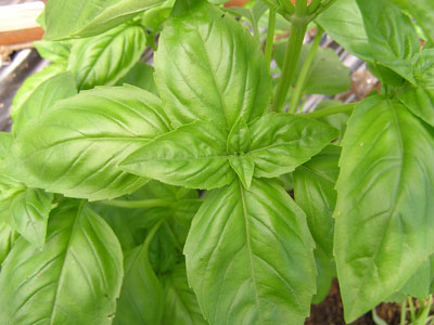 Basil leaves