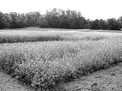 Brassica green manure crop