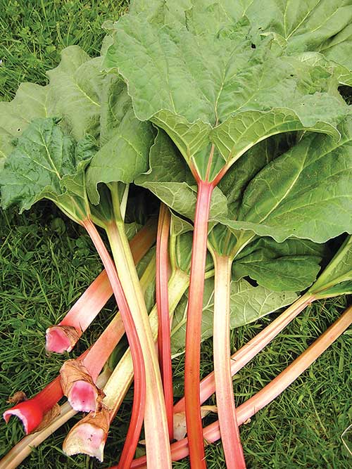 Oxalic acid in the leaf blades (not petioles) of rhubarb can help repel flea beetles. English photo