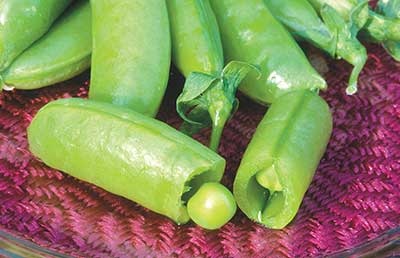Super Sugar Snap peas. Photo courtesy of Johnny's Selected Seeds