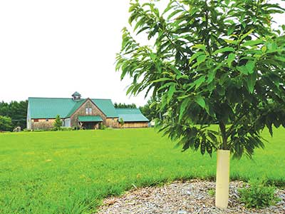 Blight-resistant American chestnut tree growing at MOFGA's Common Ground Education Center